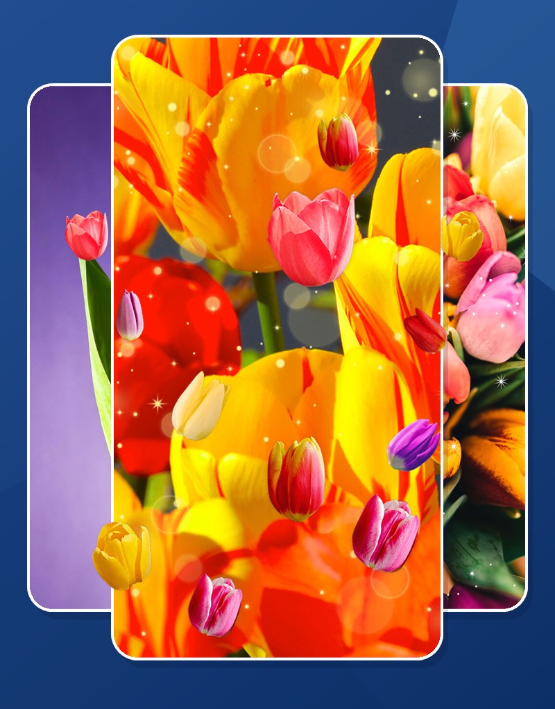 Tulip Wallpapers